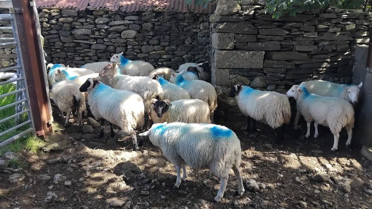 Store lambs for sale - Image 2