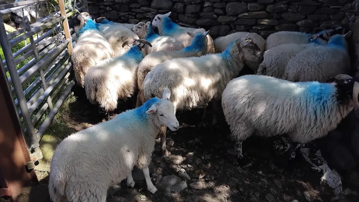 Store lambs for sale - Image 4