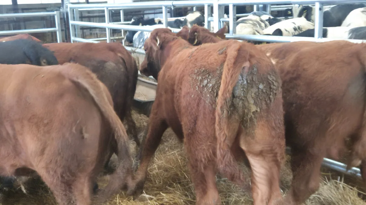 10 Continental bull Weanlings  for sale - Image 2