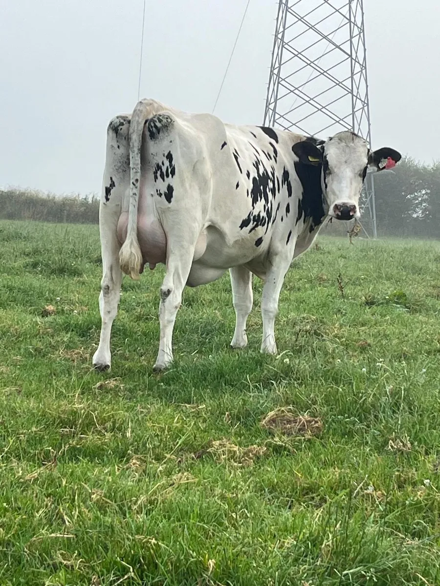 Freshly Calved Heifers