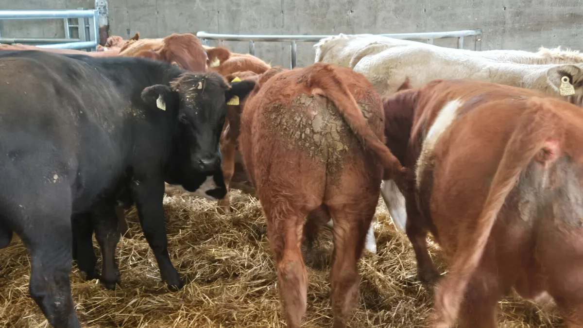 10 Continental bull Weanlings  for sale - Image 3