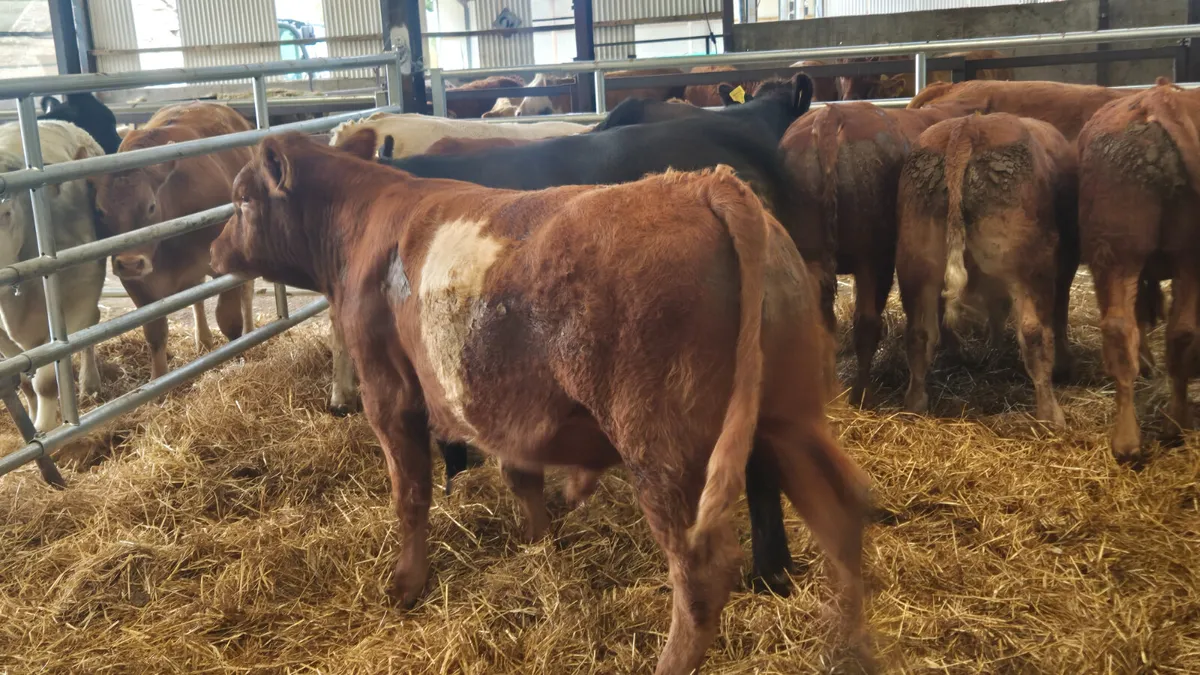 10 Continental bull Weanlings  for sale - Image 1