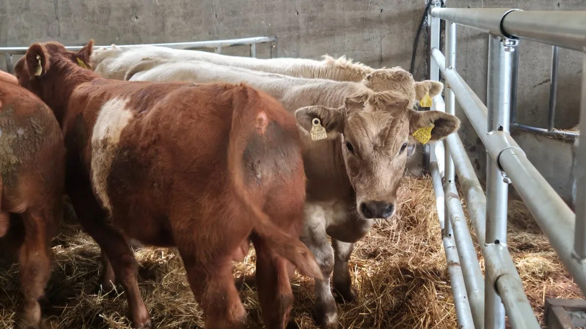 10 Continental bull Weanlings  for sale - Image 4