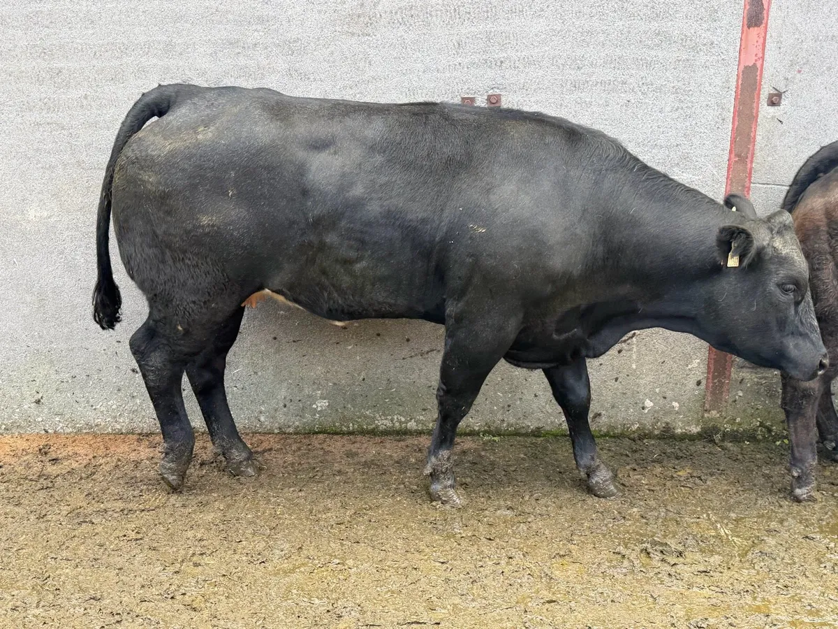 Exceptional In-Calf Heifers - Image 2