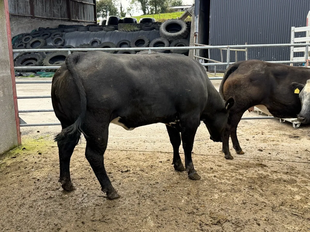 Exceptional In-Calf Heifers - Image 3