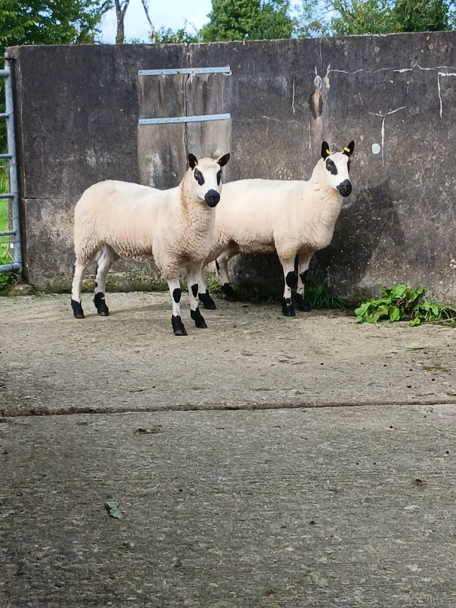 Sheep - Image 2