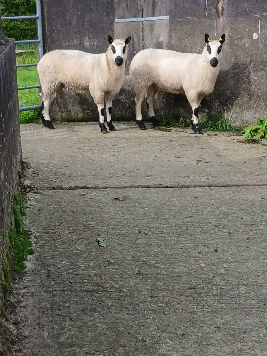 Sheep - Image 1
