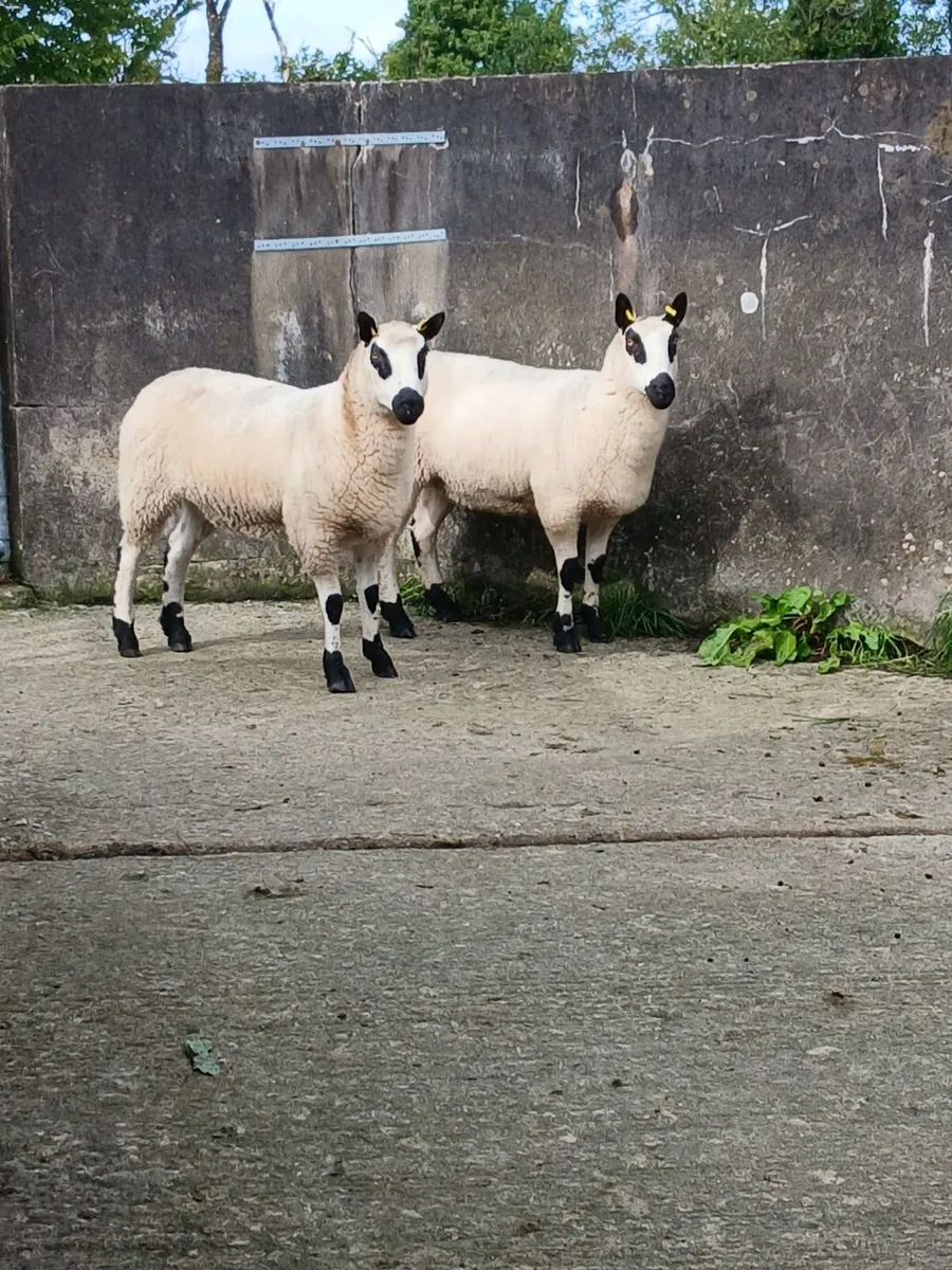 Sheep - Image 3