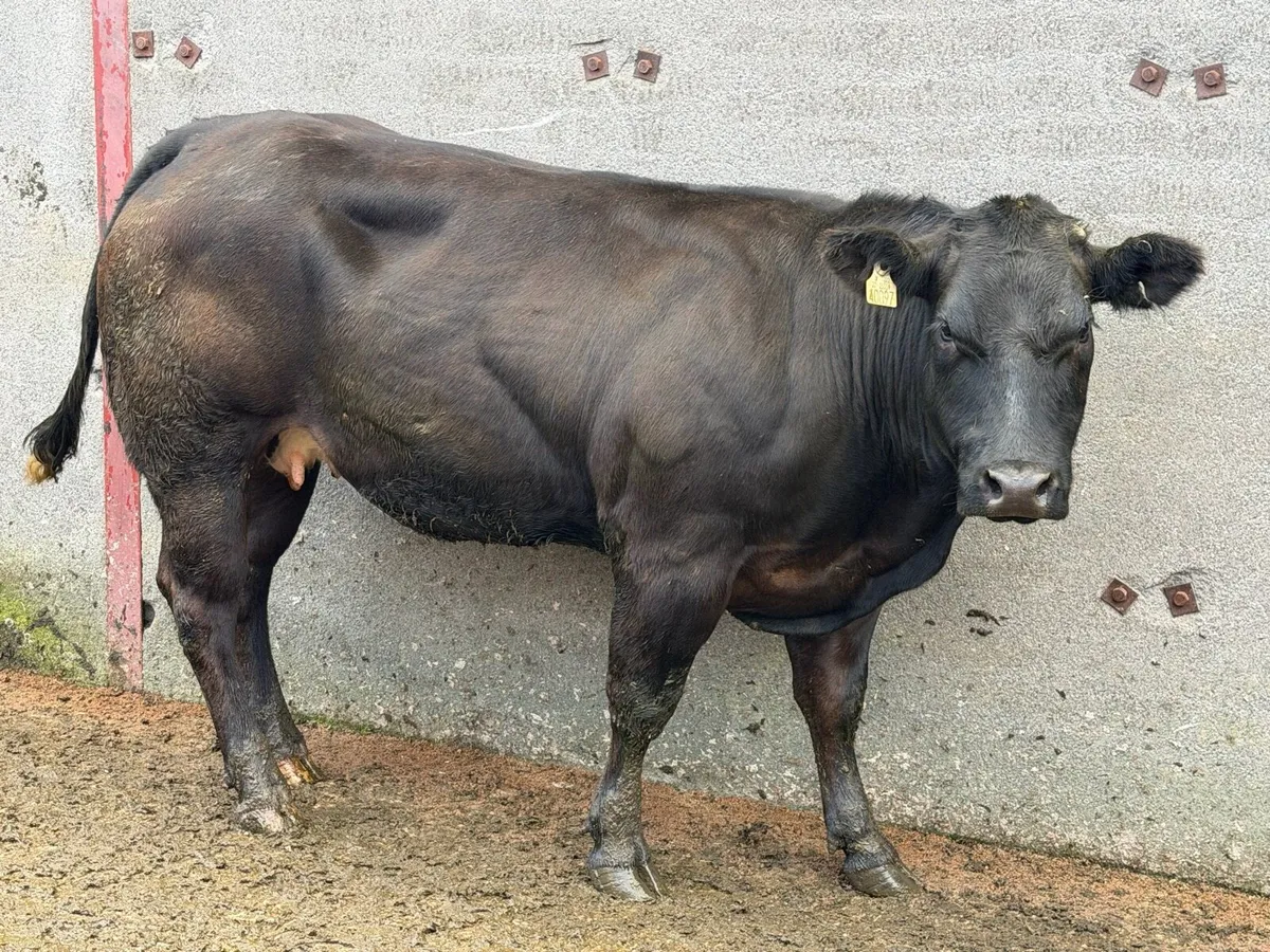 Exceptional In-Calf Heifers - Image 4