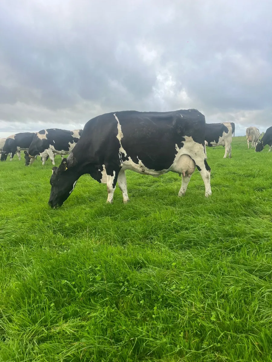 Milking cows - Image 2