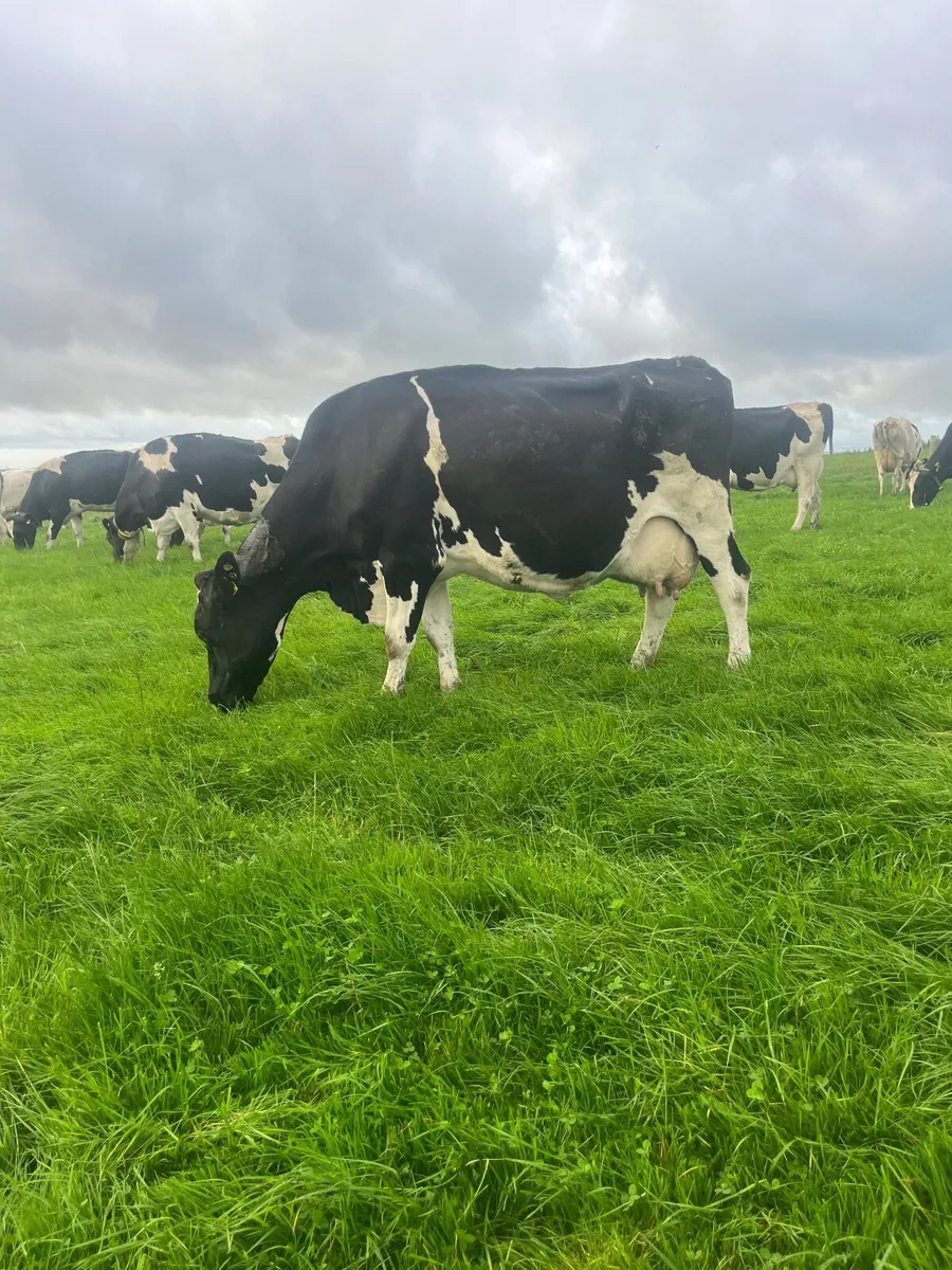 Milking cows - Image 3