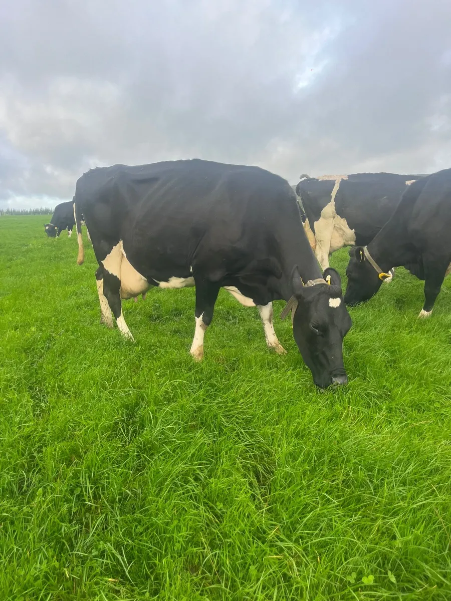 Milking cows - Image 4
