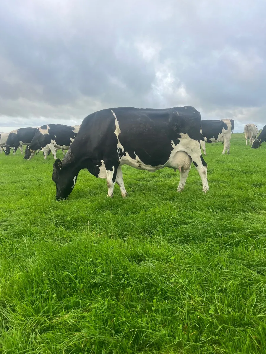 Milking cows - Image 1