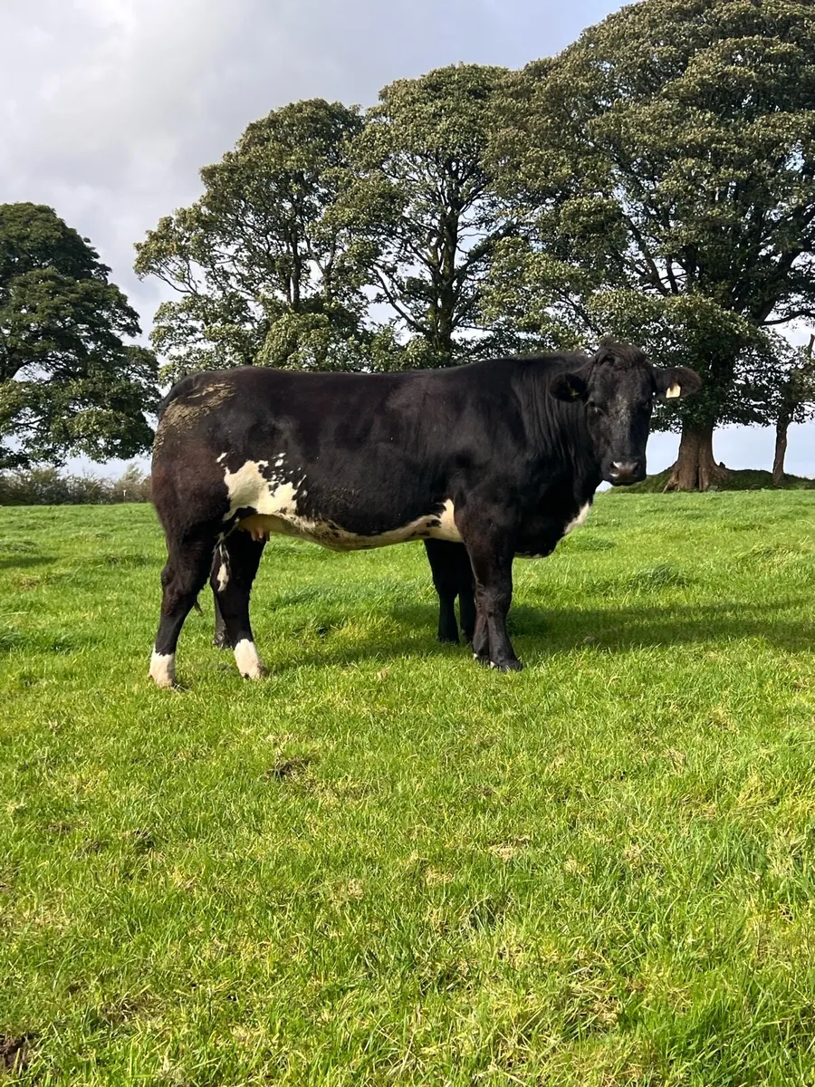 Incalf heifers balla 26th September - Image 2