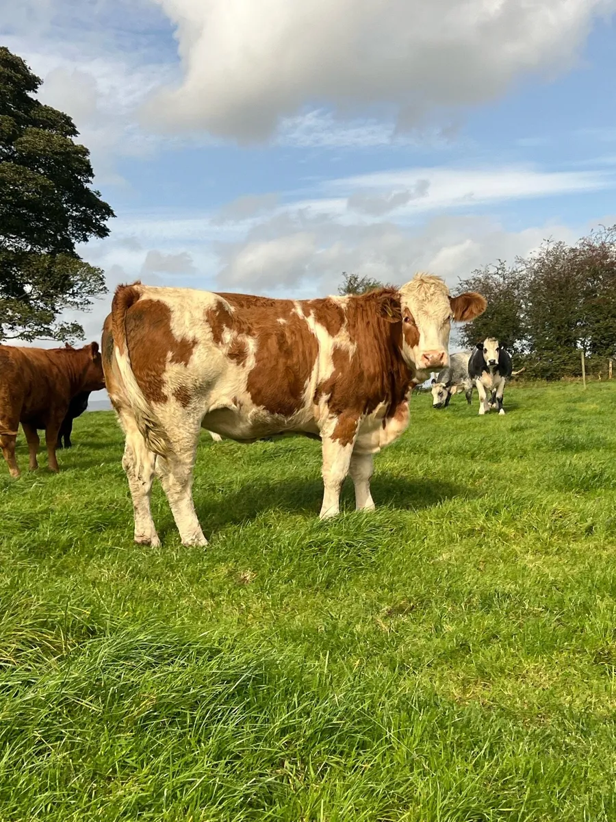 Incalf heifers balla 26th September - Image 3