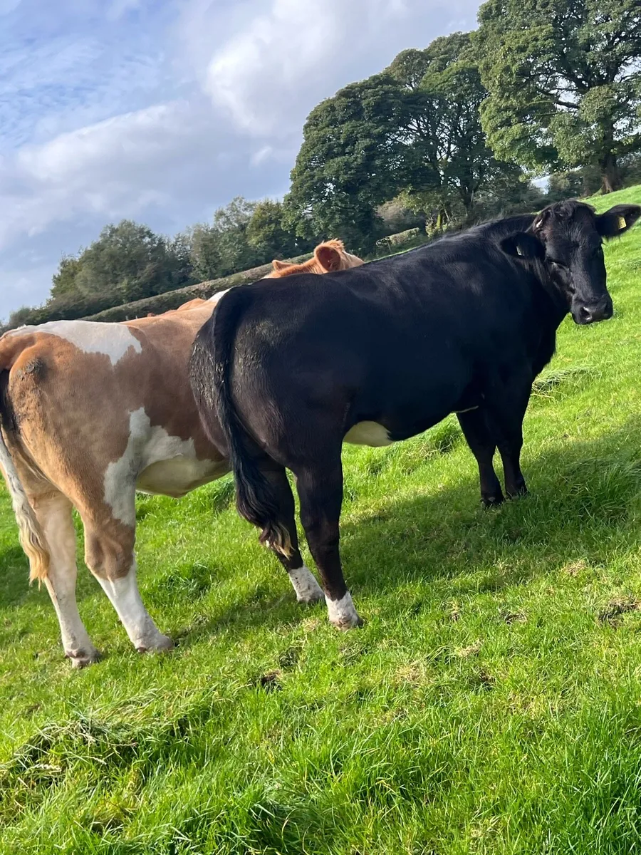 Incalf heifers balla 26th September - Image 4