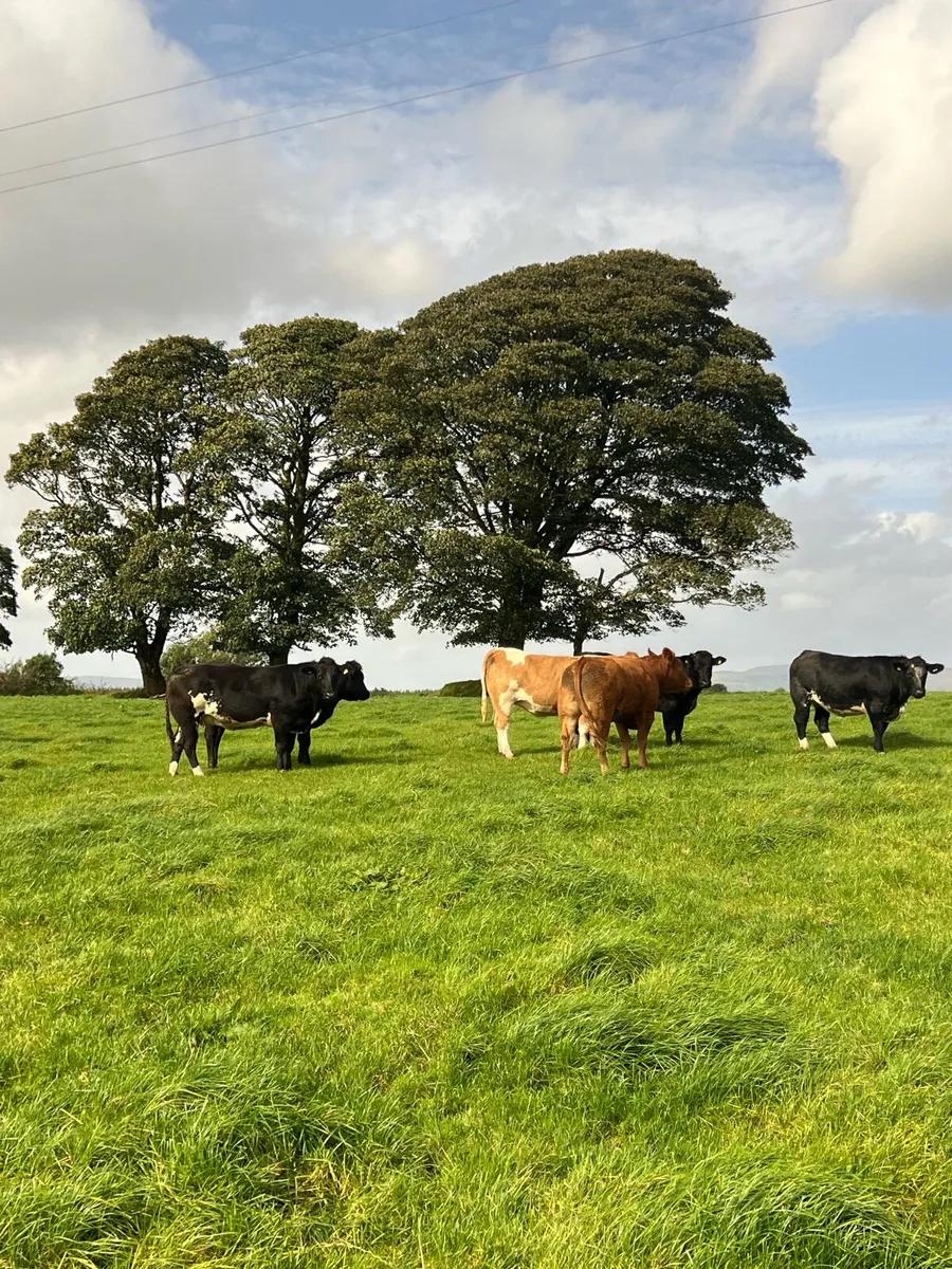 Incalf heifers balla 26th September - Image 1
