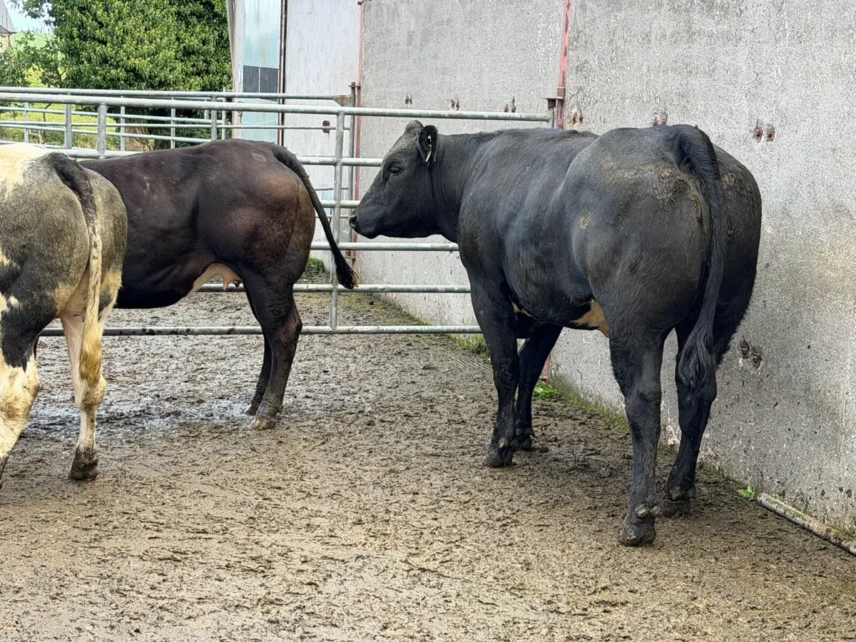 Exceptional Show Winning In-Calf Heifer - Image 2
