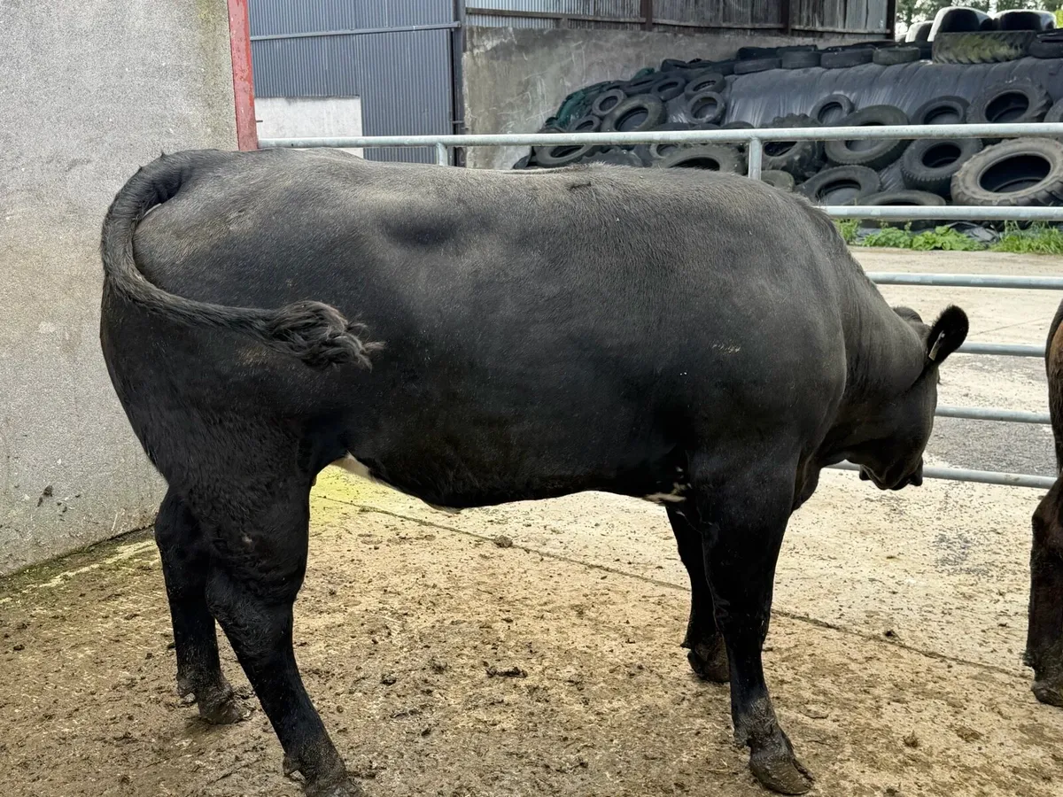 Exceptional Show Winning In-Calf Heifer - Image 4