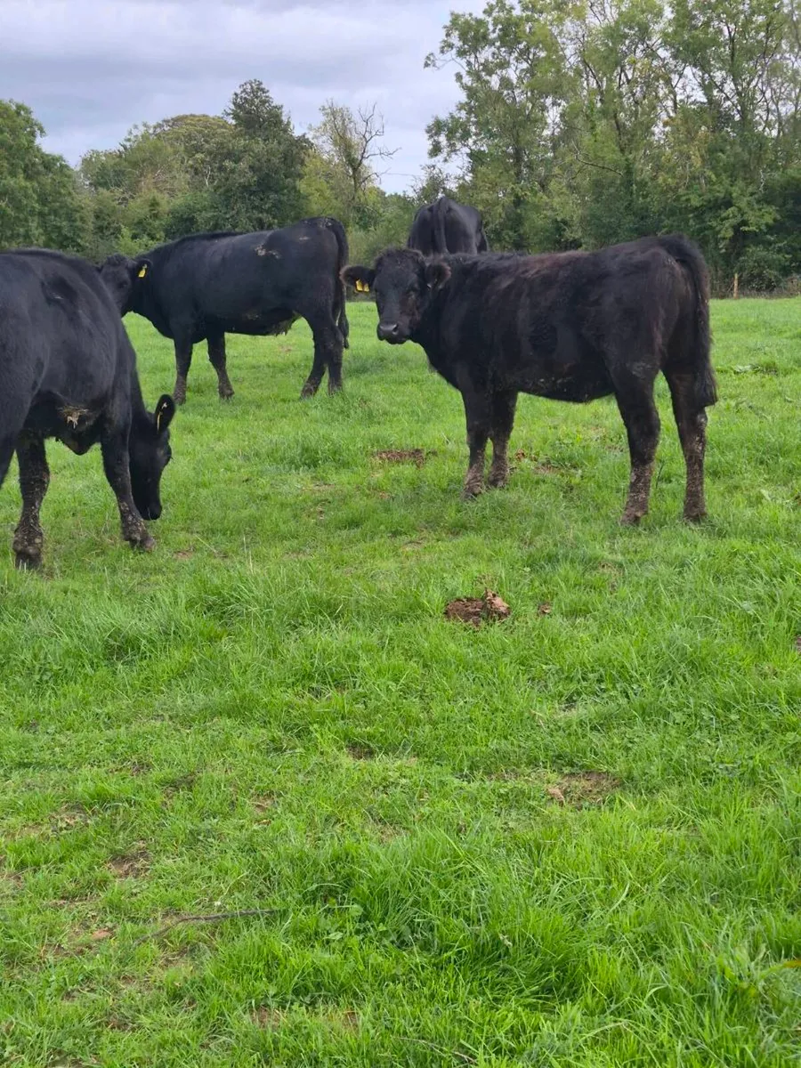 Angus heifers - Image 2