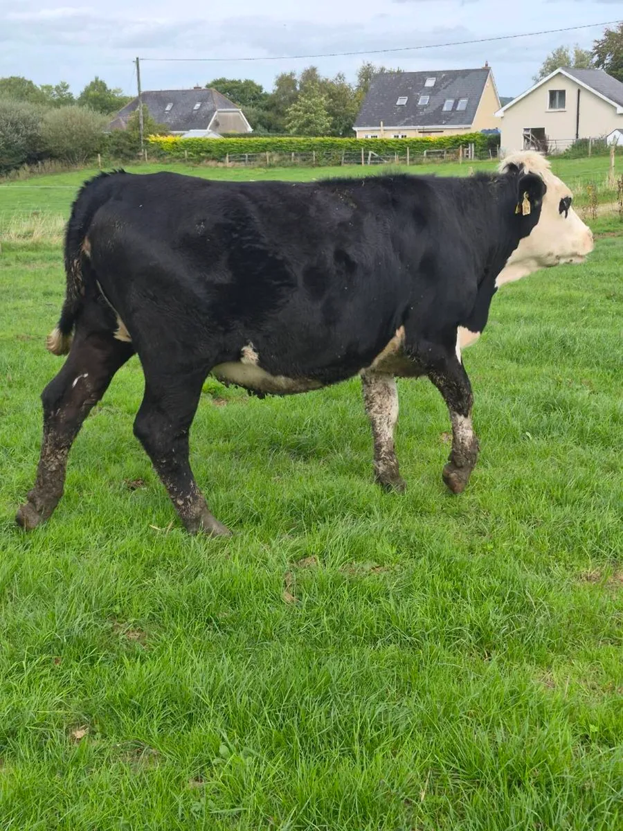Angus heifers - Image 3