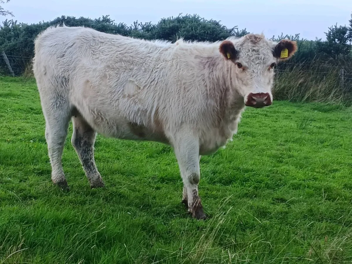 White Galloway Heifer - Image 2