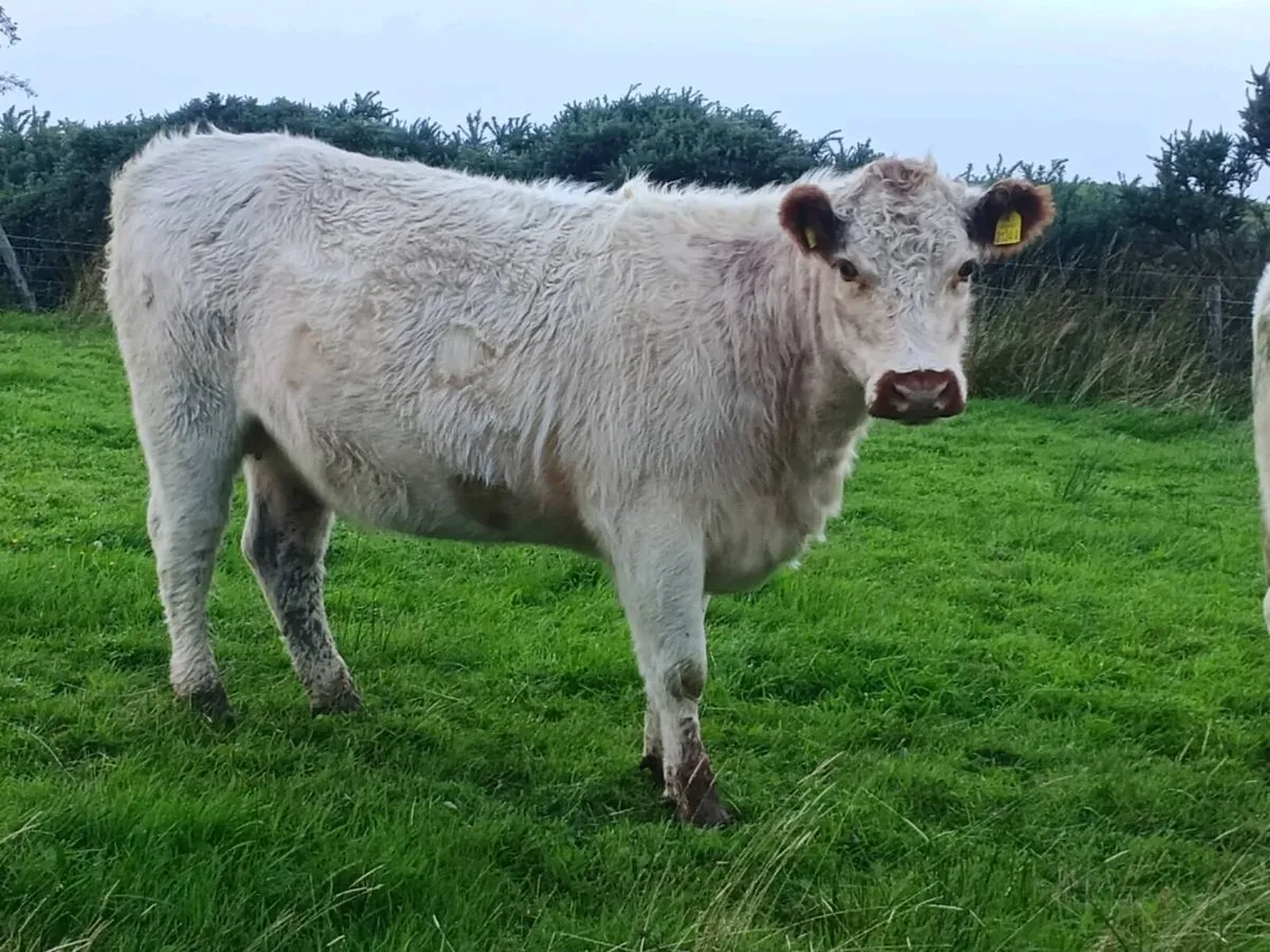 White Galloway Heifer - Image 3