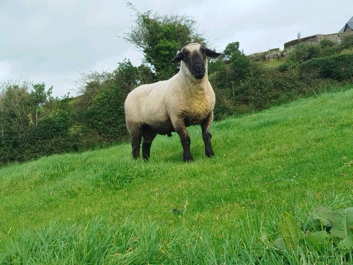 Super Suffolk Ram - Image 2