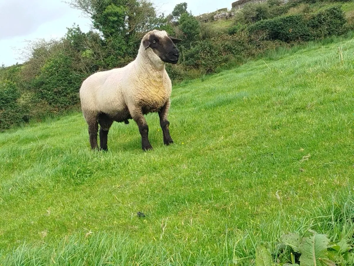 Super Suffolk Ram - Image 3