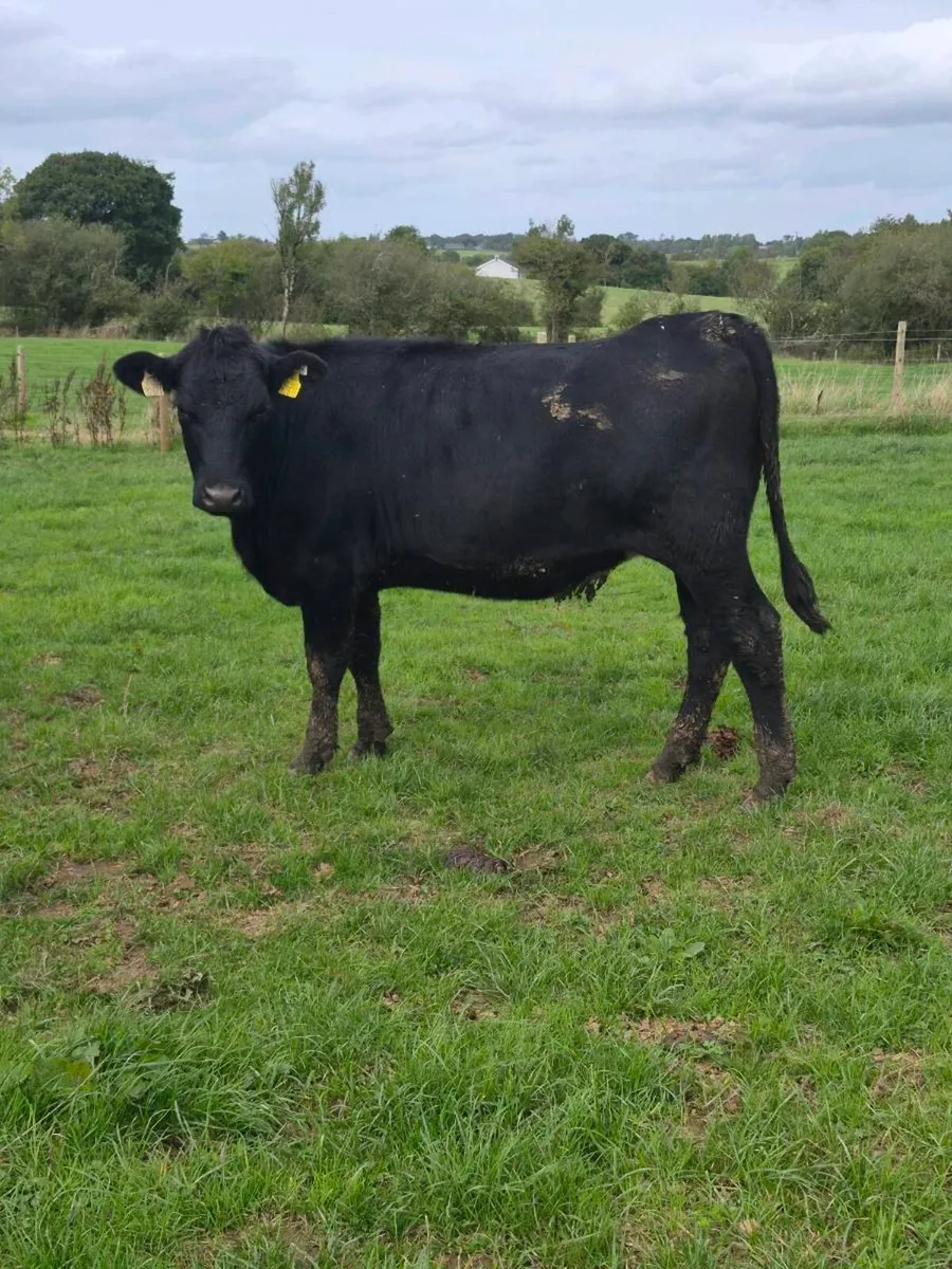 Angus heifers - Image 4
