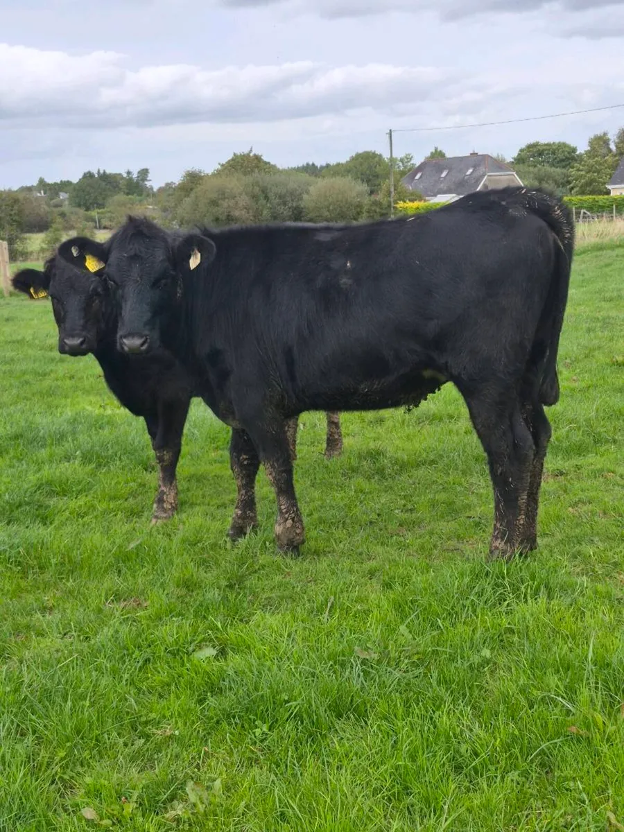 Angus heifers - Image 1