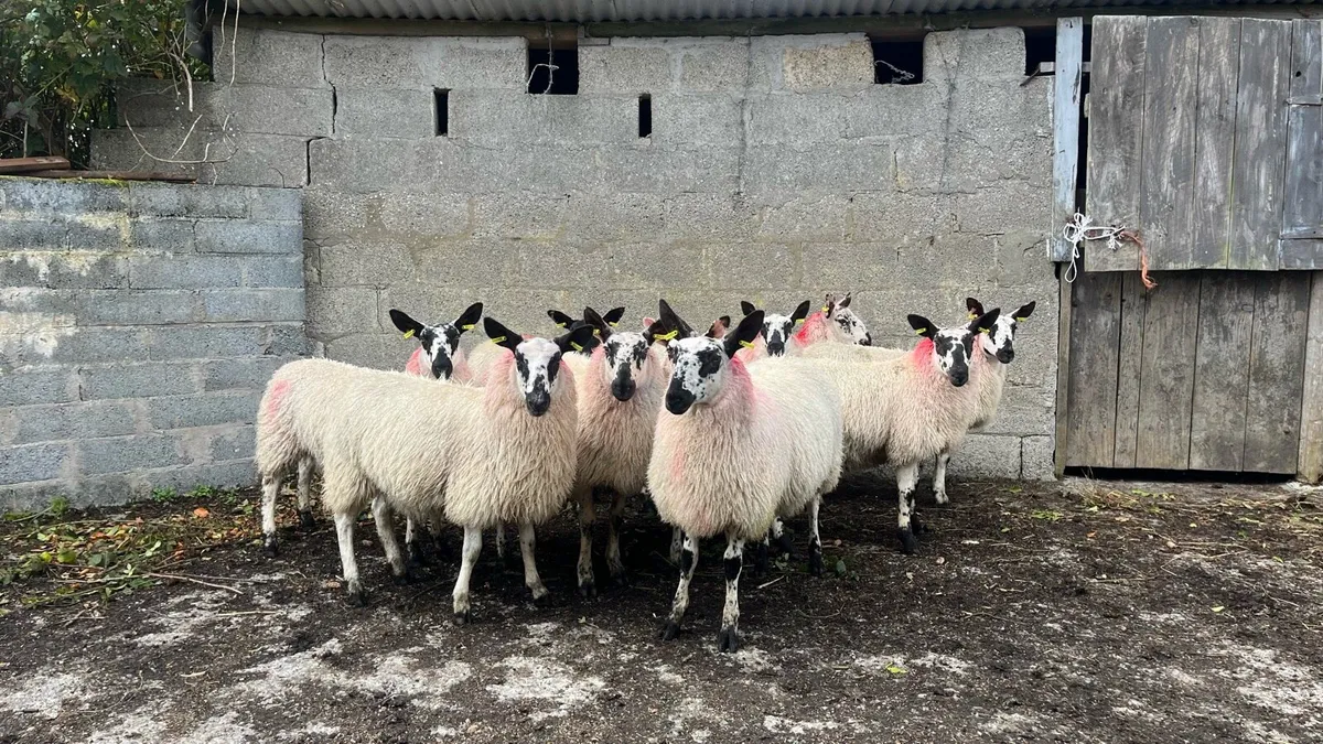 Ewe lambs - Image 2