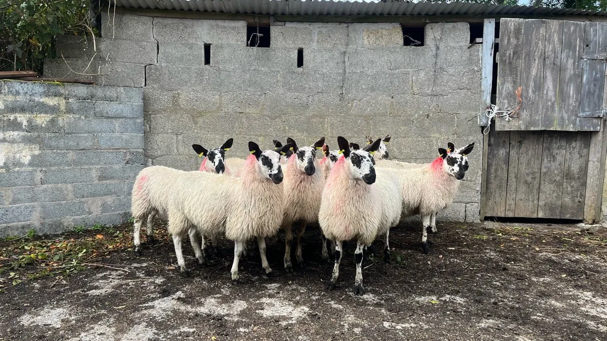 Ewe lambs - Image 1