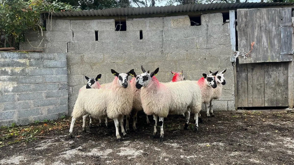 Ewe lambs - Image 4