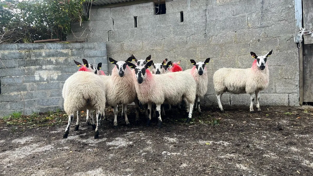 Ewe lambs - Image 3