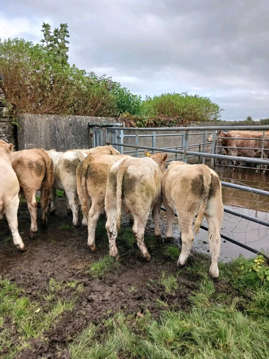 Charolais weanling bulls - Image 3