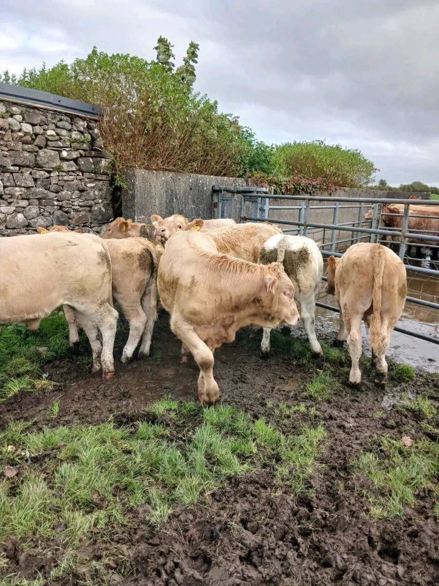 Charolais weanling bulls - Image 4
