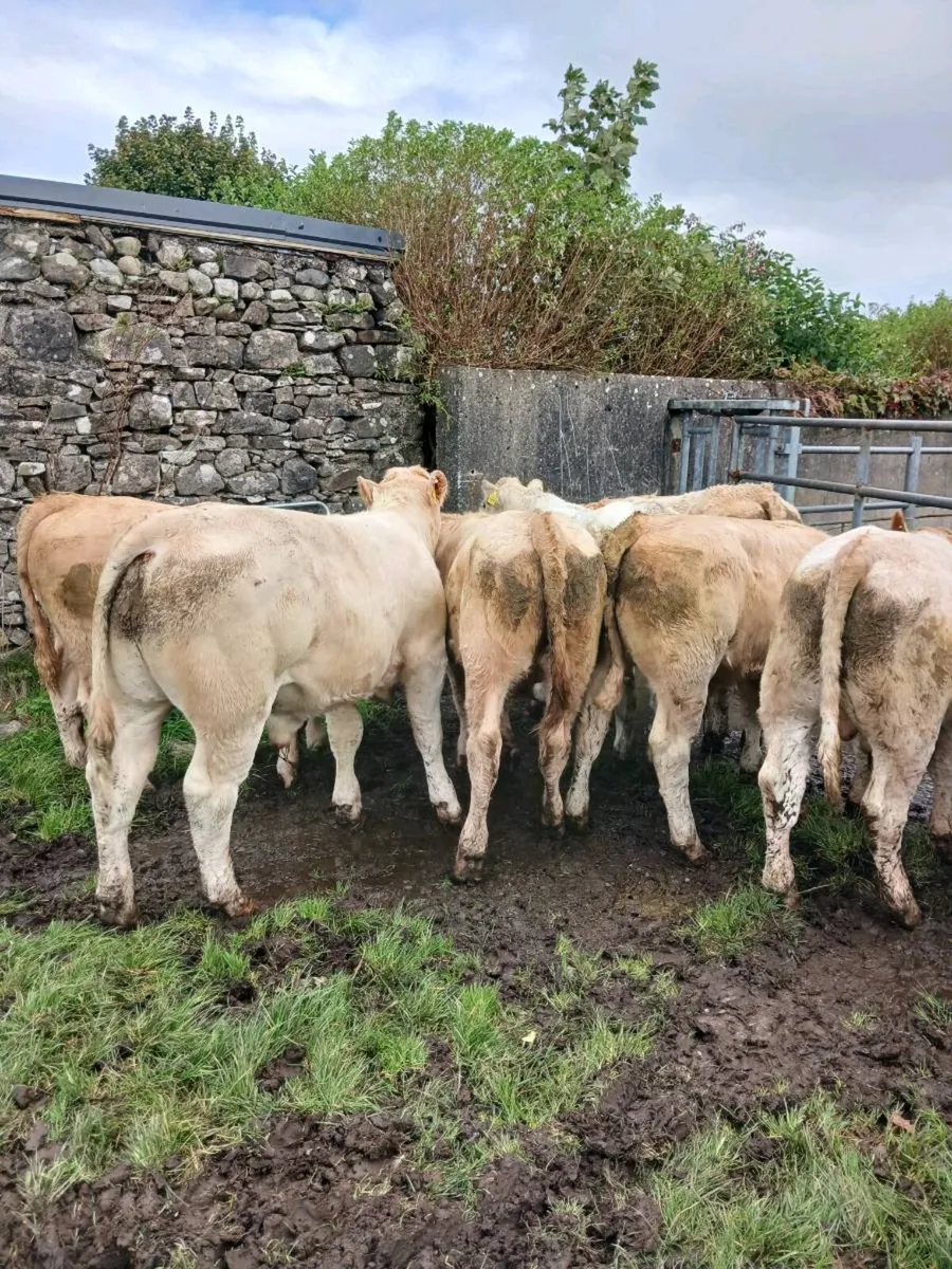 Charolais weanling bulls - Image 1