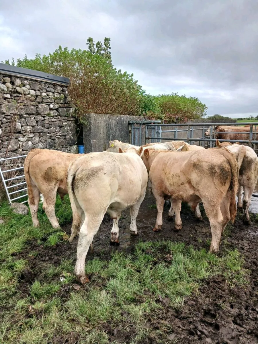 Charolais weanling bulls - Image 2