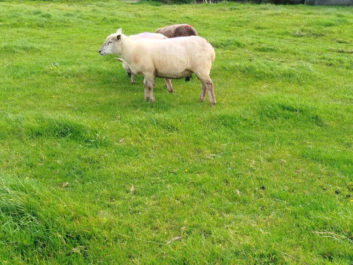 3  ewe hoggets - Image 2