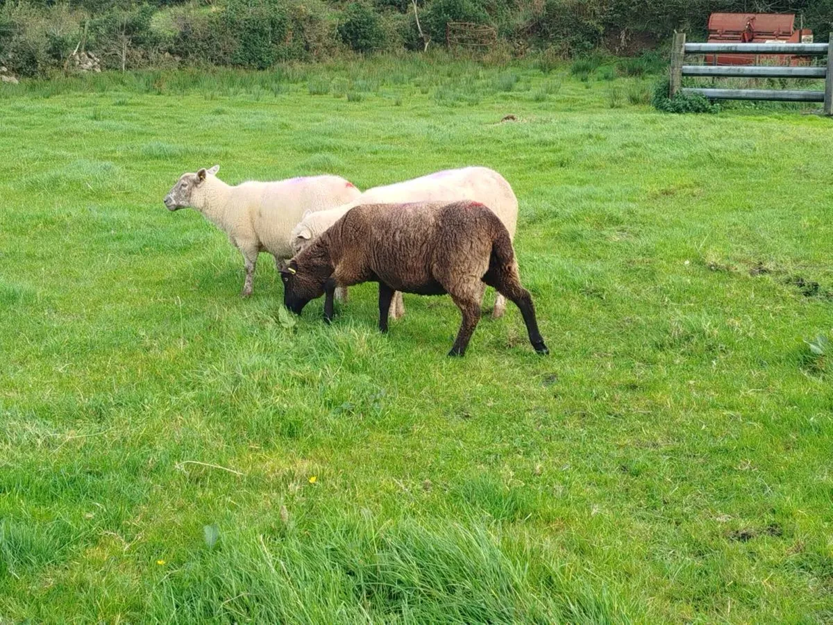 3  ewe hoggets - Image 3