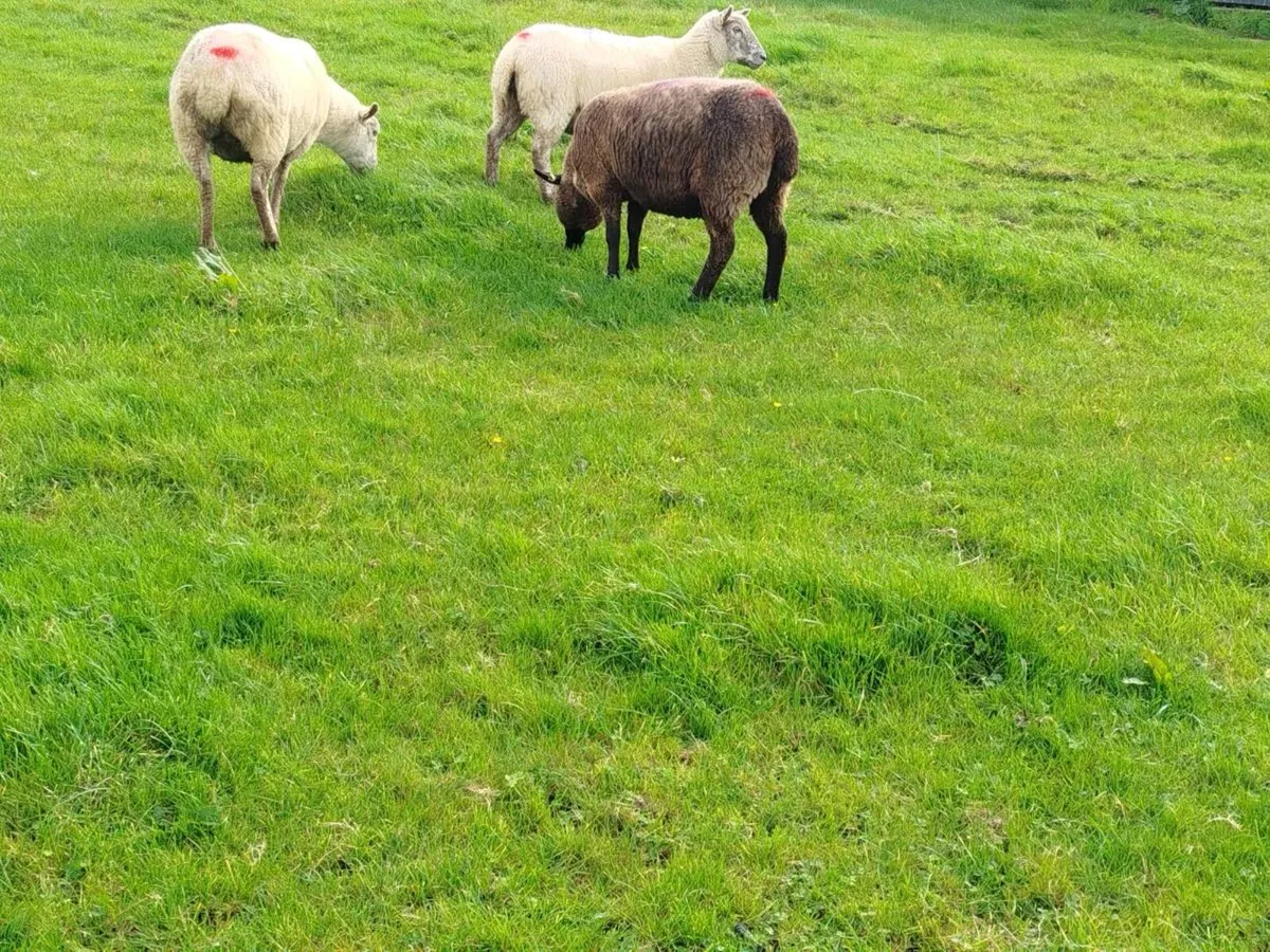3  ewe hoggets - Image 4