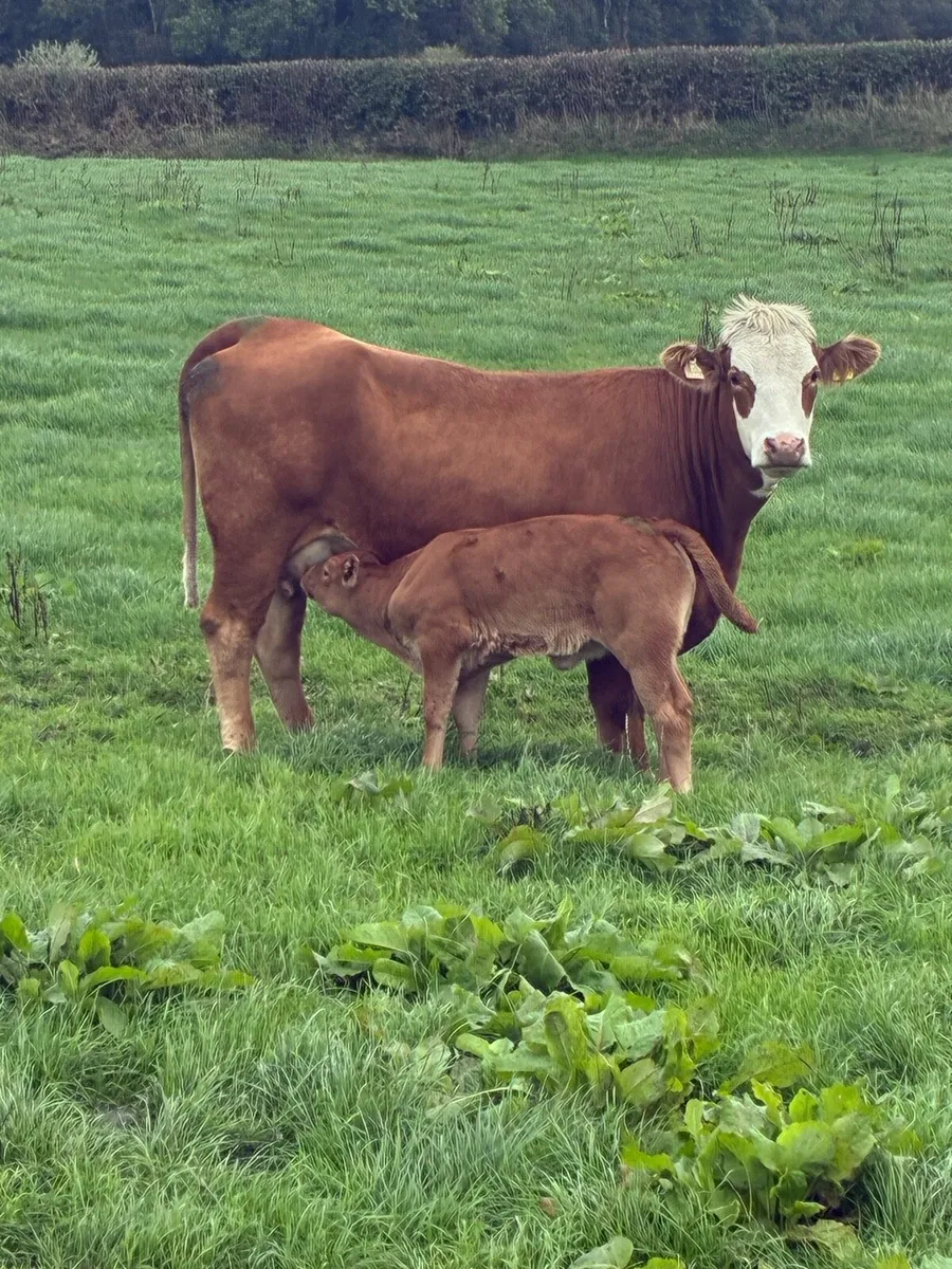 First calved Heiffers - Image 1