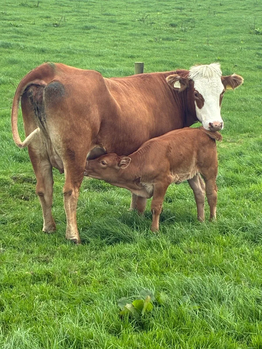 First calved Heiffers - Image 2