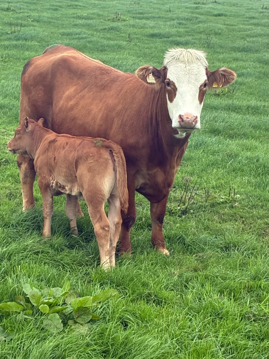 First calved Heiffers - Image 3