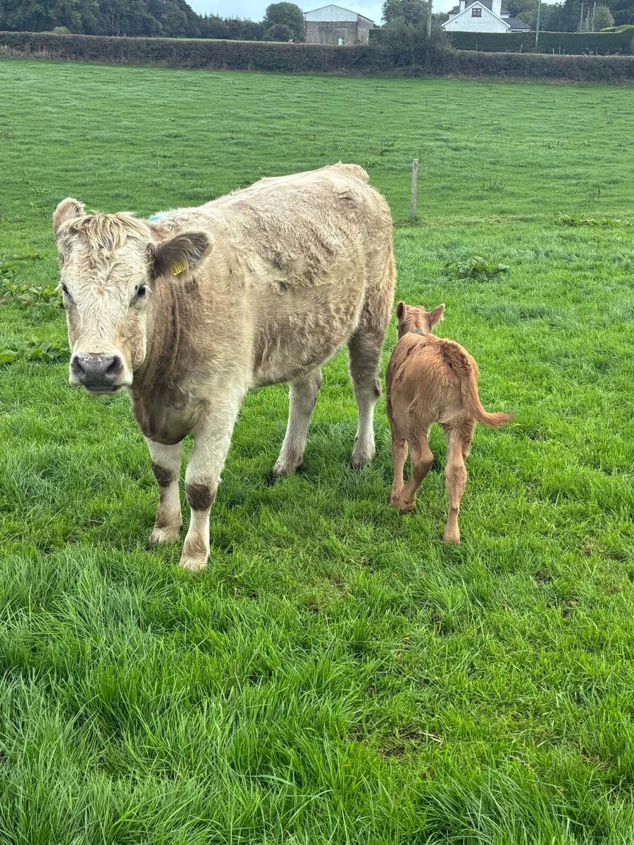 First calved Heiffers - Image 1