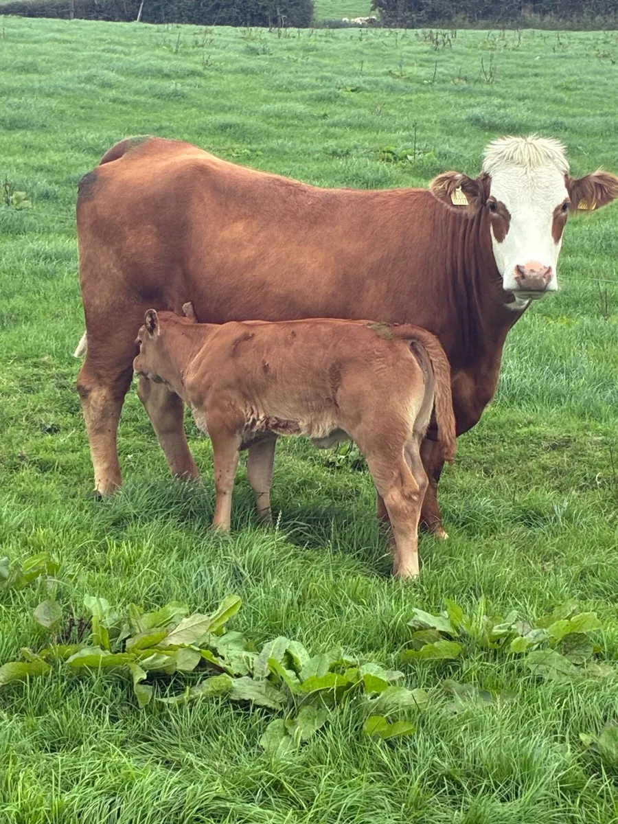 First calved Heiffers - Image 4