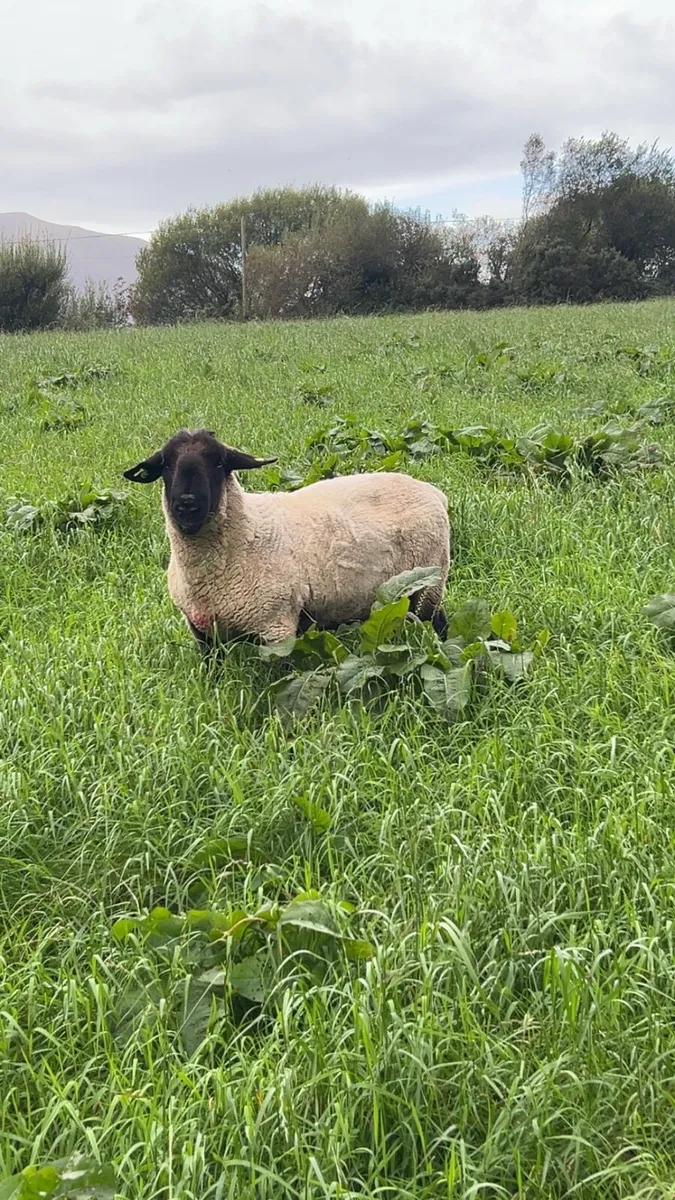 Suffolk ram - Image 1