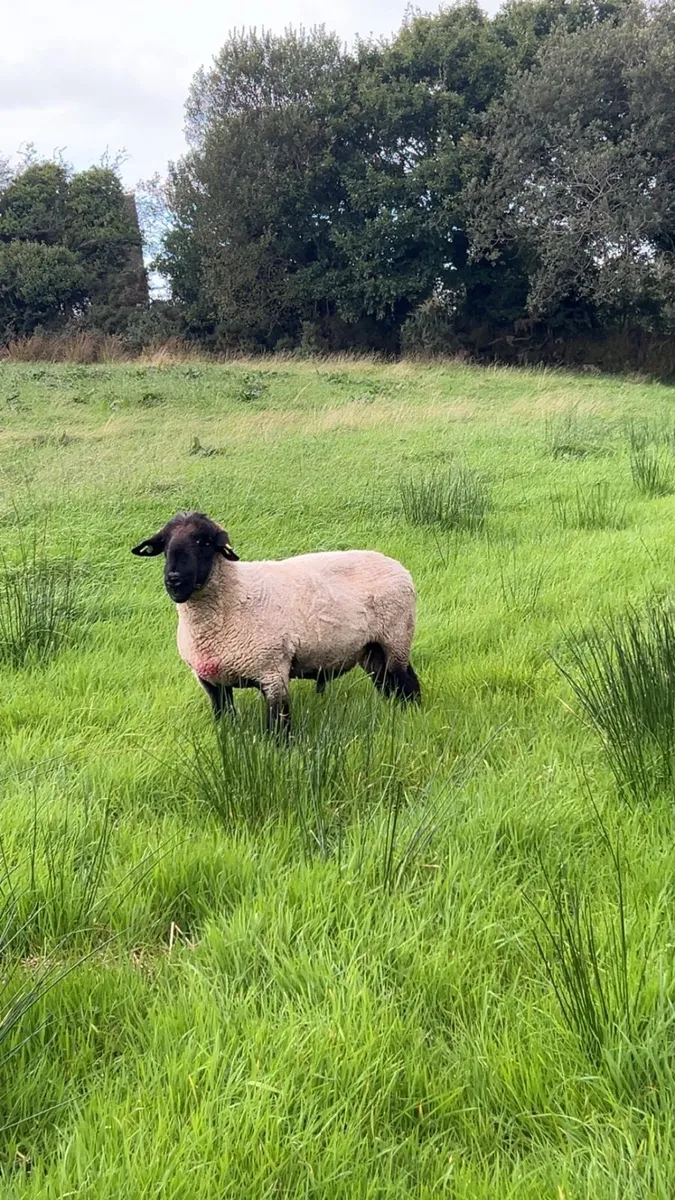 Suffolk ram - Image 2