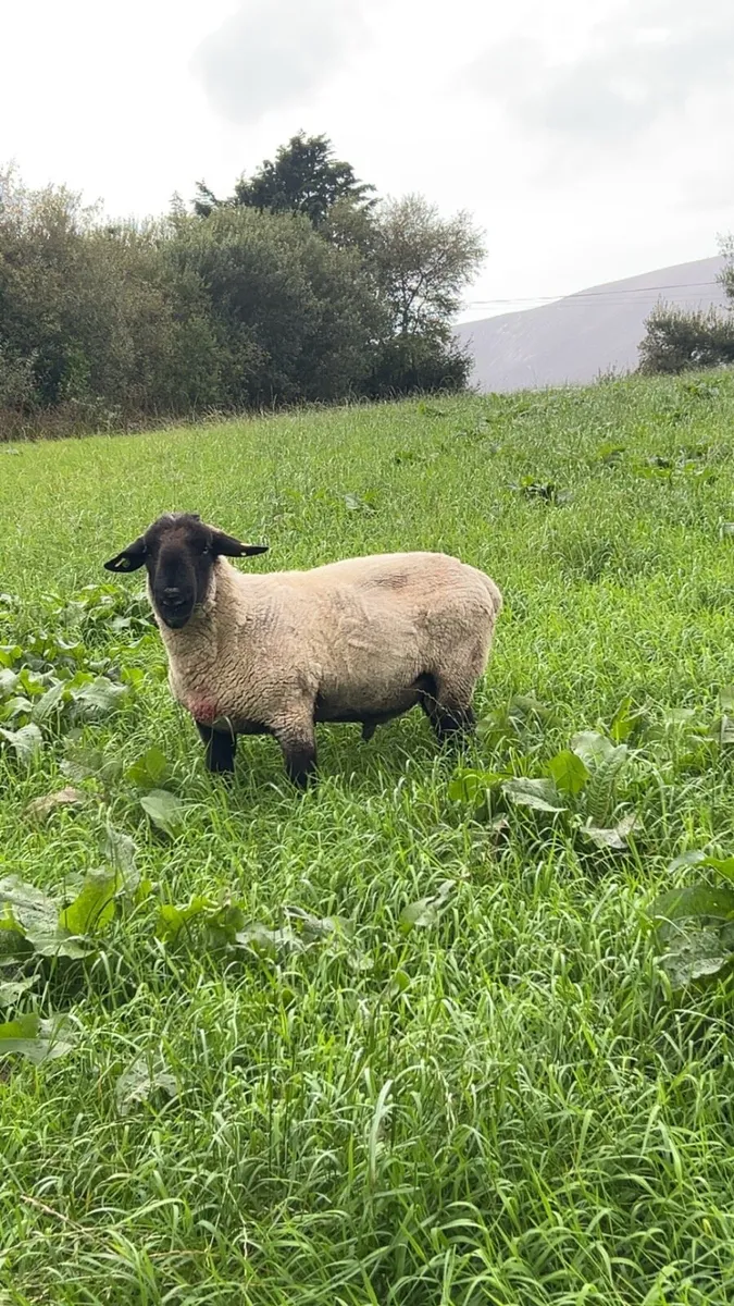 Suffolk ram - Image 3